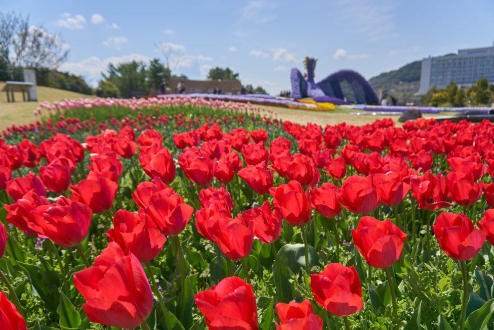 兵庫県にある国営明石海峡公園に咲く赤いチューリップ