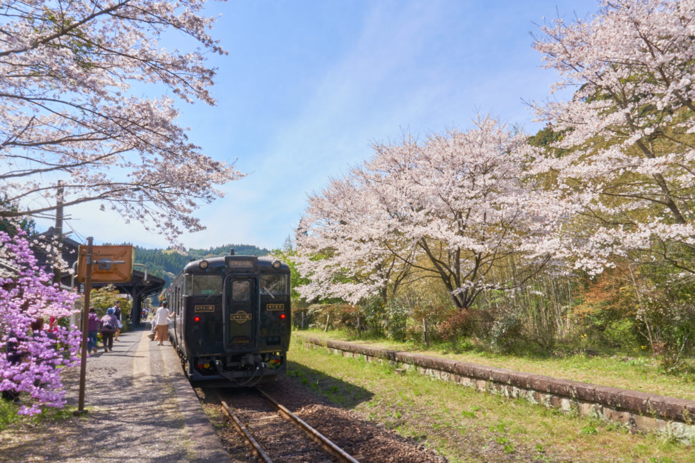 鹿児島県にある嘉例川駅に咲く桜とはやとの風