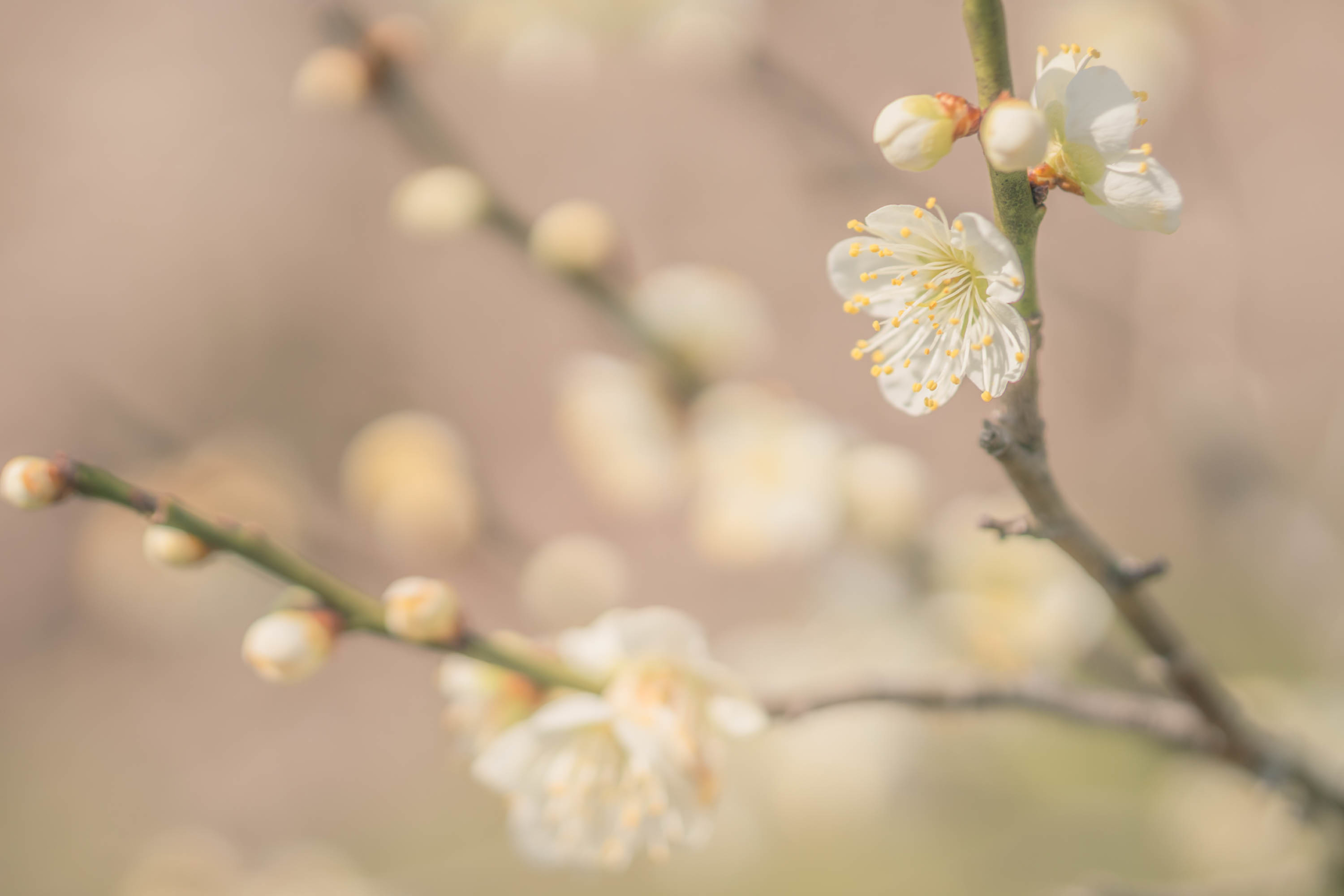 plum blossom photograph