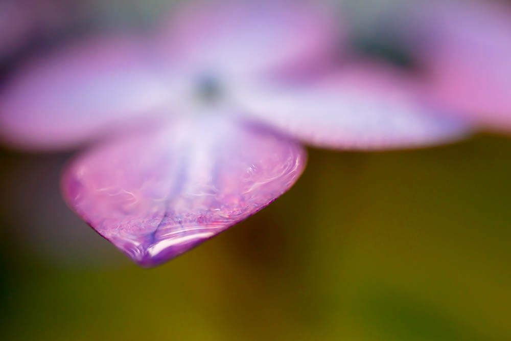 紫陽花をマクロレンズで撮影　F値