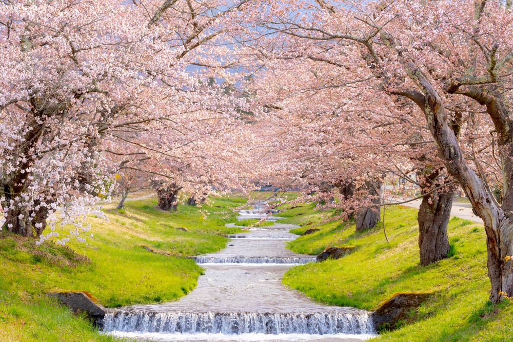 福島 観音寺川の桜