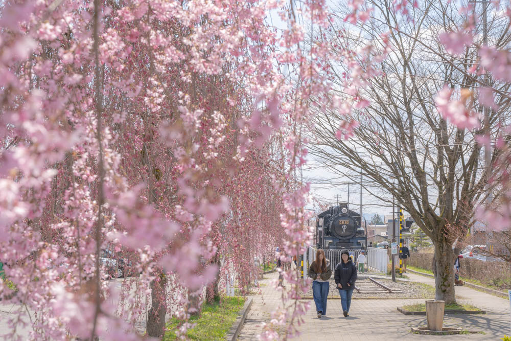 福島 日中線のしだれ桜