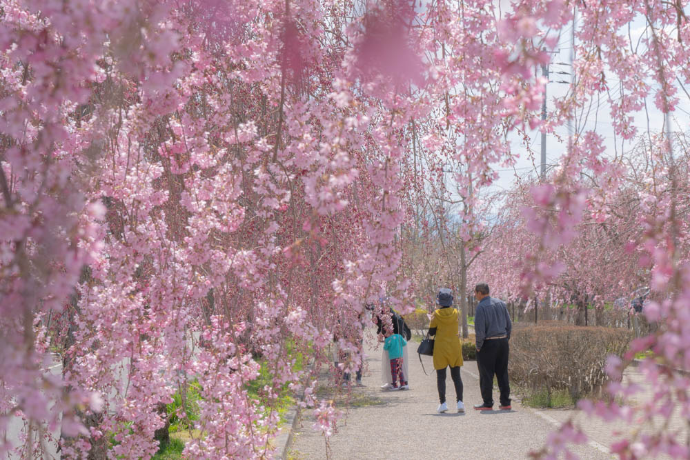 日中線枝垂れ桜 撮影のポイント