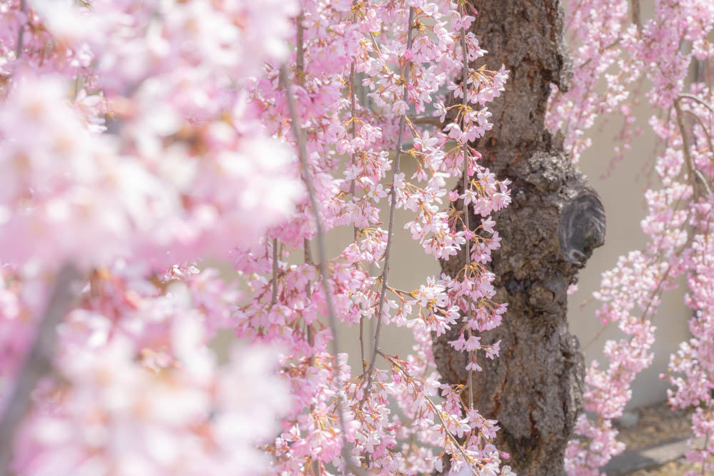 日中線枝垂れ桜の評価