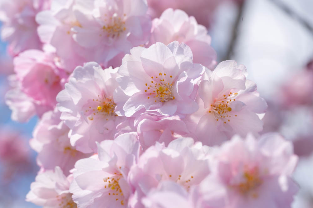 日中線枝垂れ桜の特徴