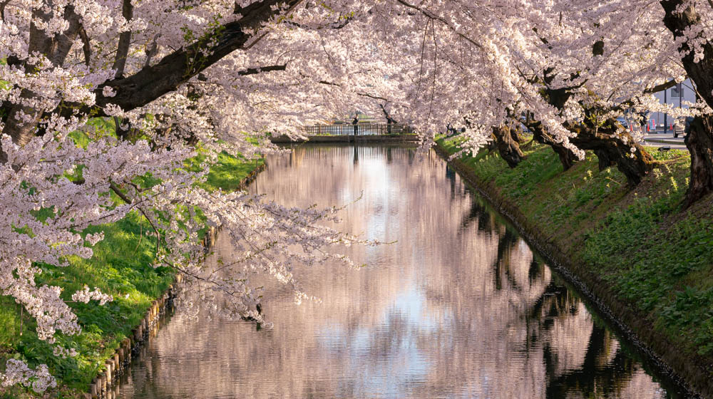 弘前城公園の桜　写真を紹介