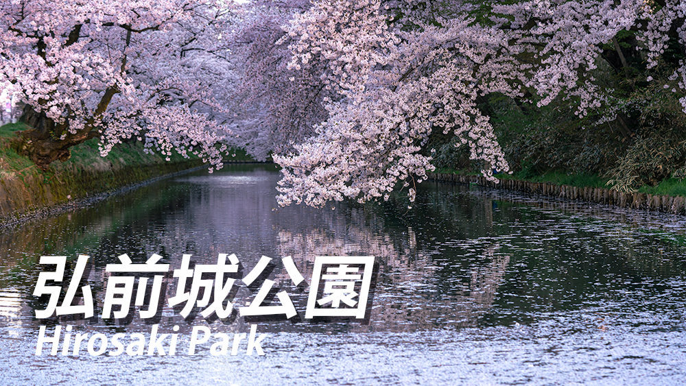 弘前城公園の桜祭り