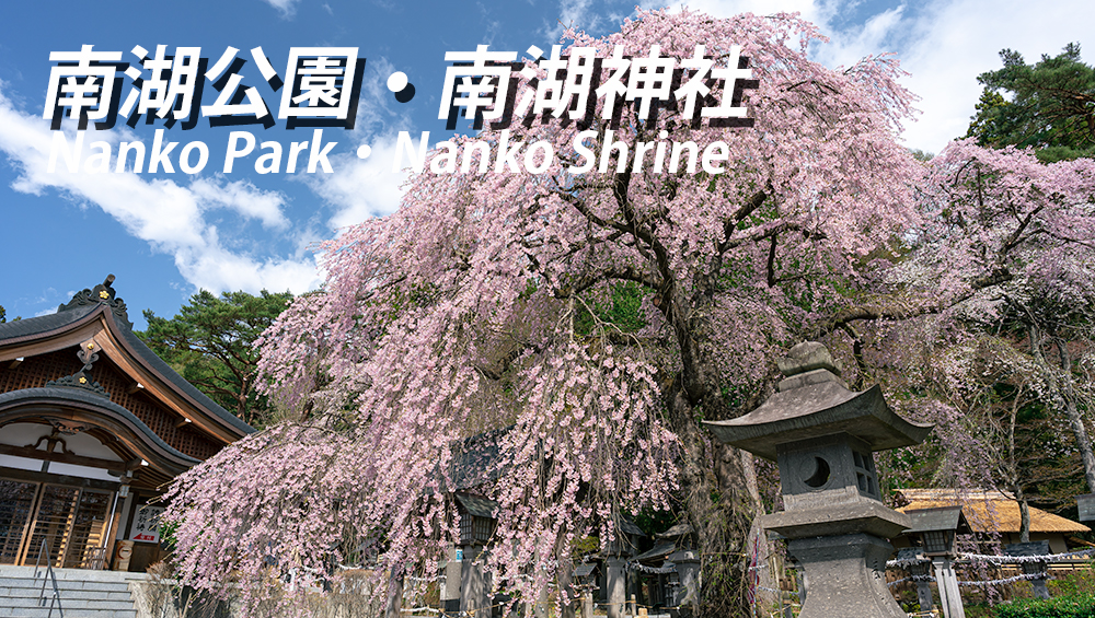 南湖公園の桜開花状況とアクセス