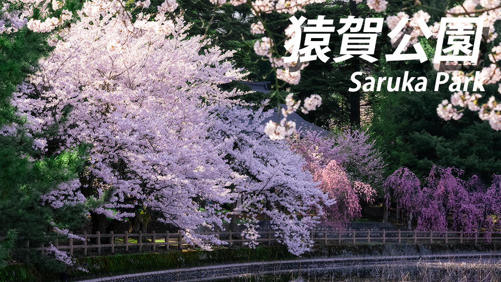 猿賀公園は桜と蓮の名所！【猿賀神社もセットで】