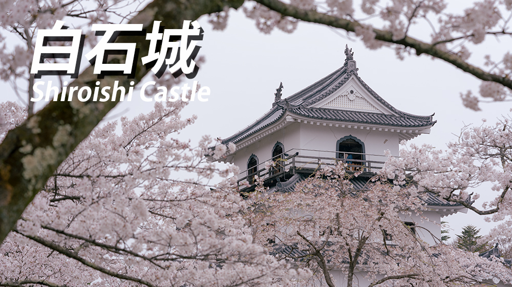 白石城の桜が満開！【開花状況を写真でお知らせ】