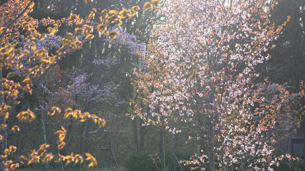 旭山公園の桜　撮影のポイント