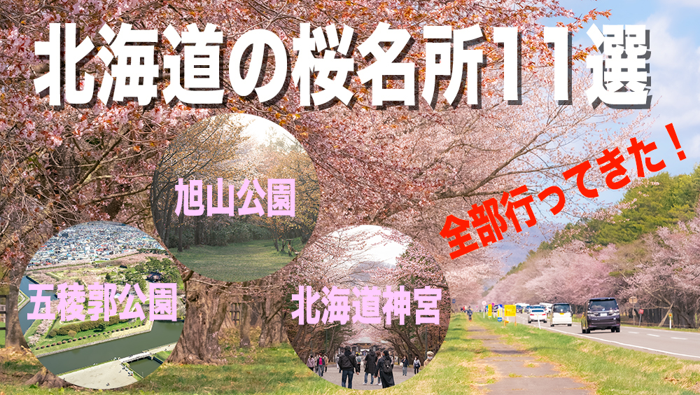 北海道の桜名所11選！見頃と写真、動画も載せます【全訪問済】