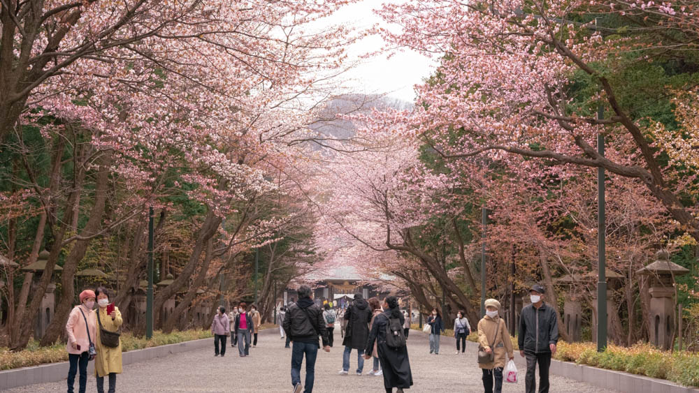 北海道神宮の桜　見頃と開花状況
