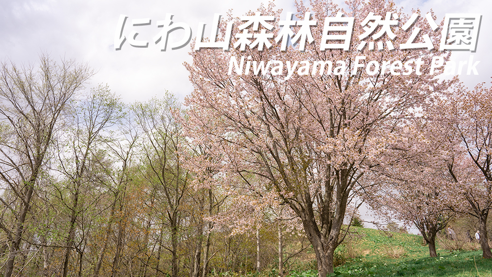 にわ山森林自然公園が桜満開！【北海道奈井江町の桜スポット】