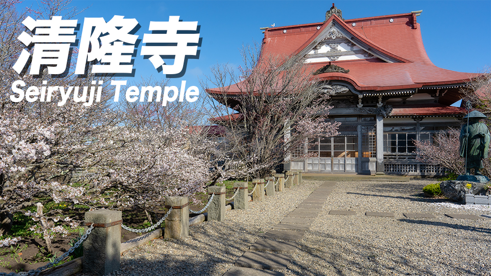 【桜前線の終着点】北海道根室市の清隆寺で千島桜が開花