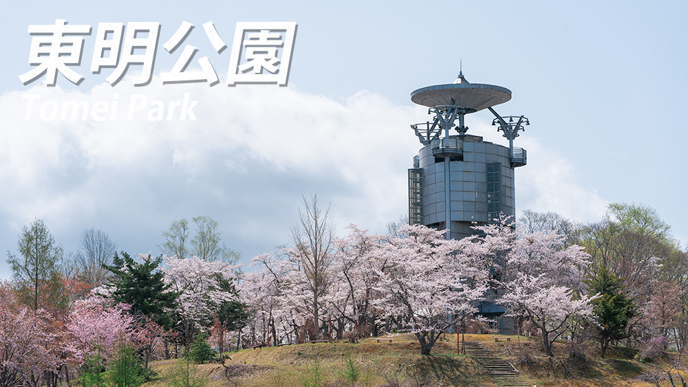 北海道美唄市『東明公園の桜』開花状況をお知らせ【ライトアップ情報も】