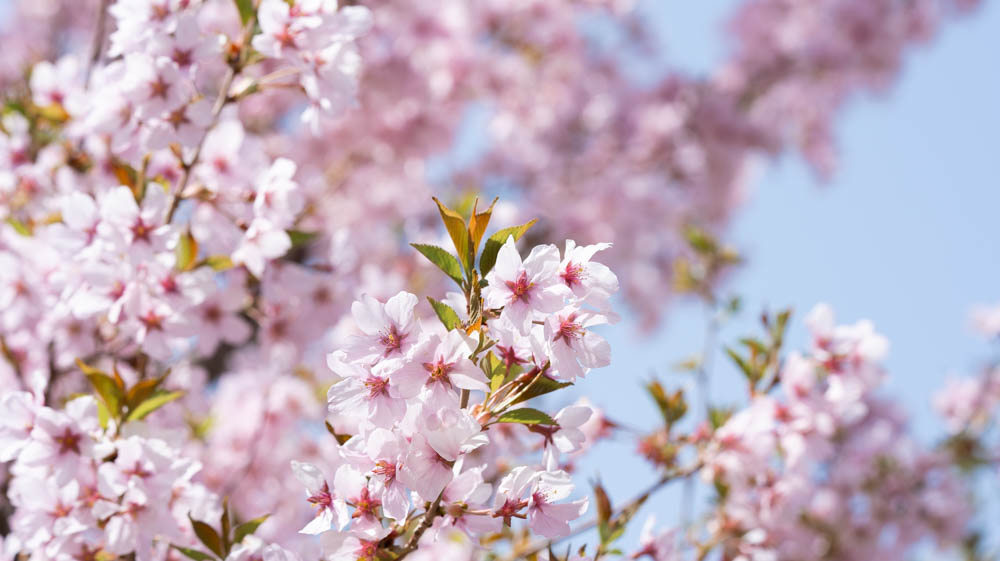 東明公園の桜　撮影のポイント