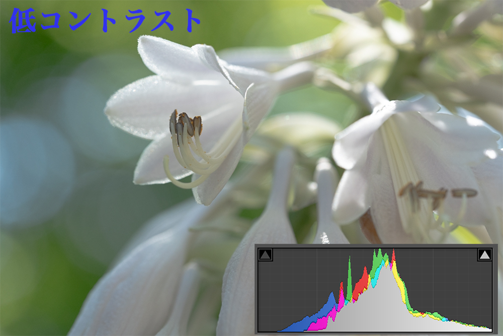 Lightroom RAW現像 低コントラスト