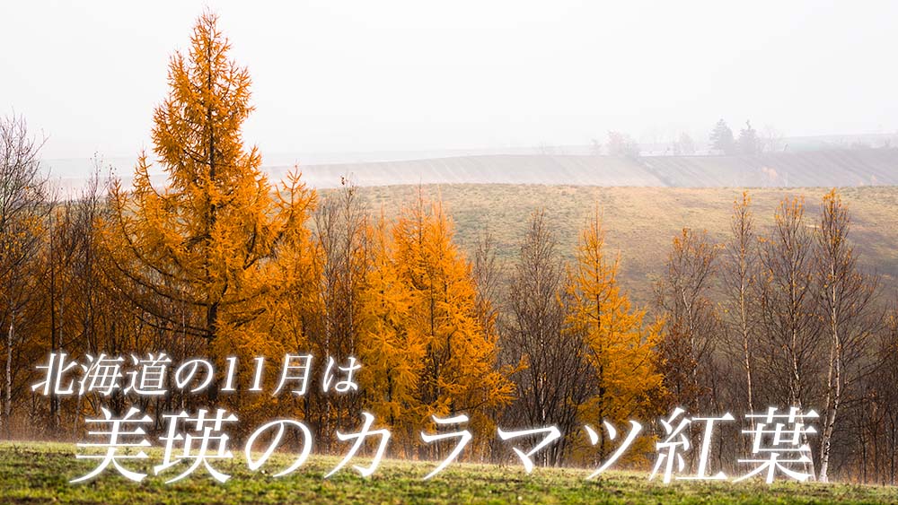 北海道の紅葉は11月に本気を出す！【美瑛のカラ松と白樺紅葉】