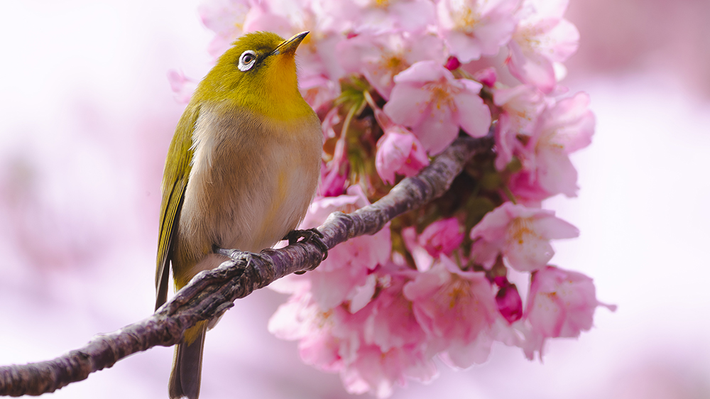 メジロと桜のアップ写真