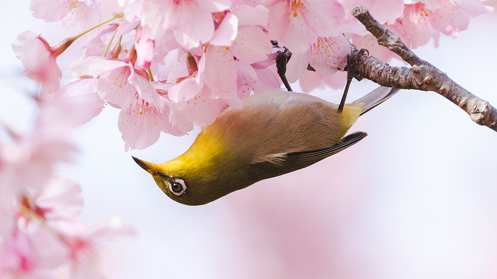 メジロと桜を撮る機材