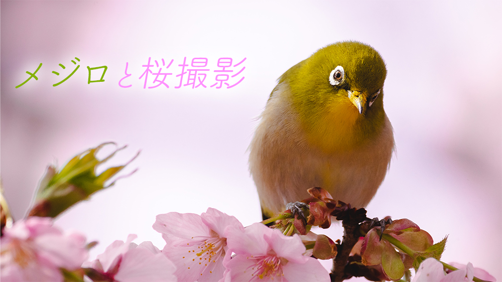 メジロと桜 春の風物詩を撮る方法【機材や設定、生態も解説】