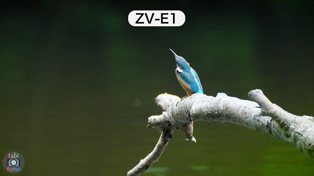 ZV-E1の鳥