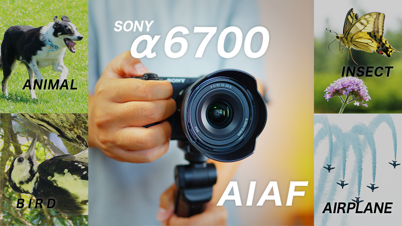 【AIAF】SONYα6700のAF性能をFX30と比較！動物・飛行機・昆虫もバッチリ撮れました