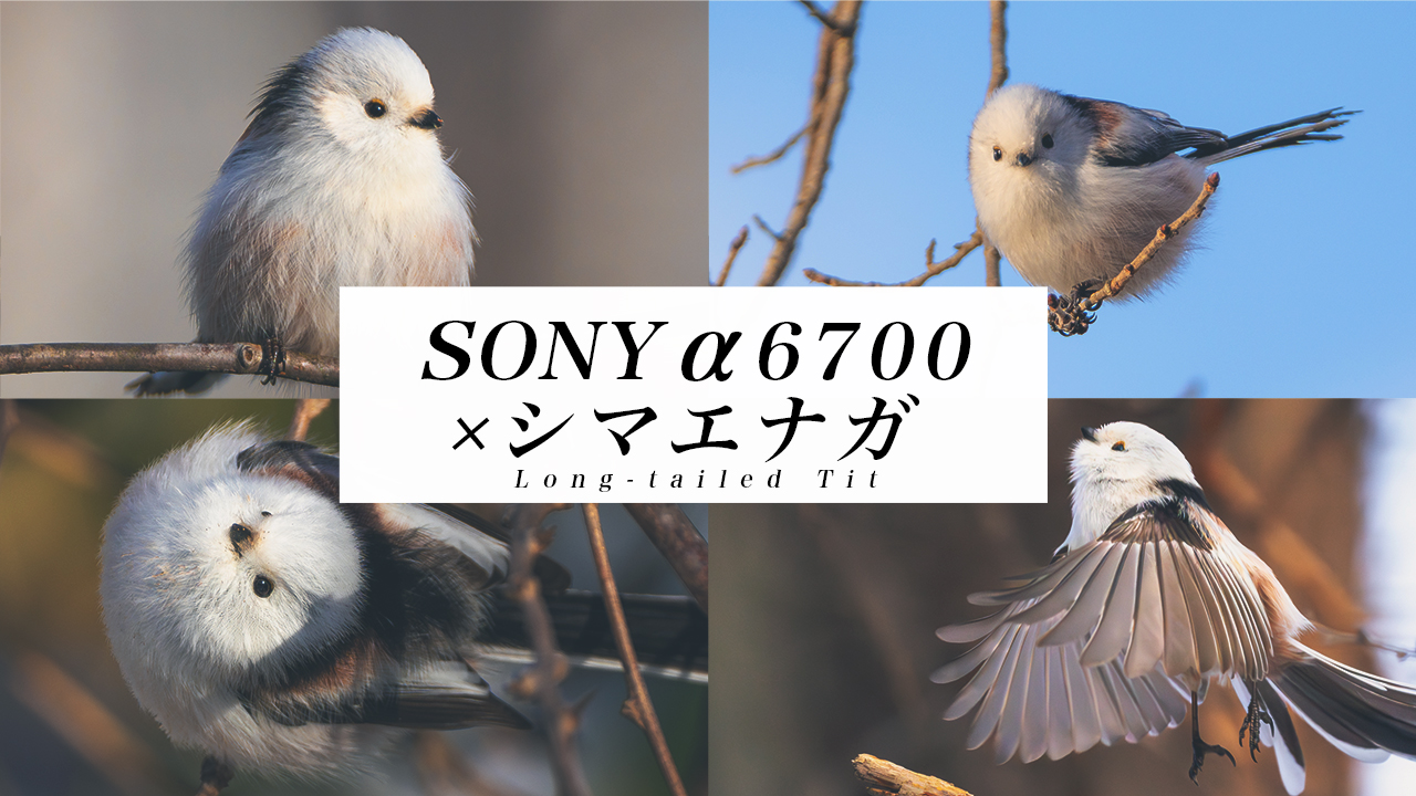 【野鳥撮影】SONYα6700でシマエナガ撮ってます。機材や撮影方法、見つけ方も紹介！