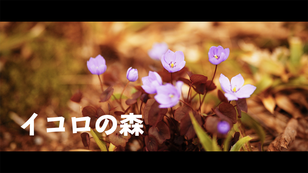 【早春の花】4月のイコロの森｜北海道のガーデン